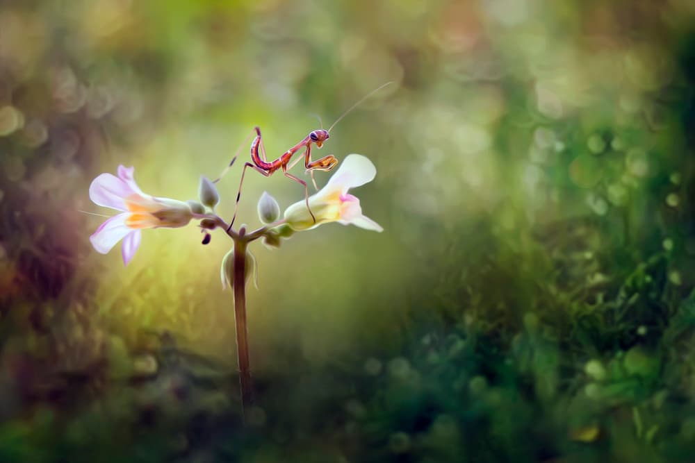 Praying Mantis Blossom by Fauzan Maududdin — canvas wall art