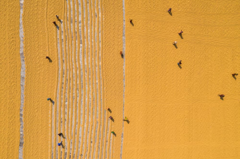 Golden Harvest Workers by Azim Khan Ronnie — canvas wall art
