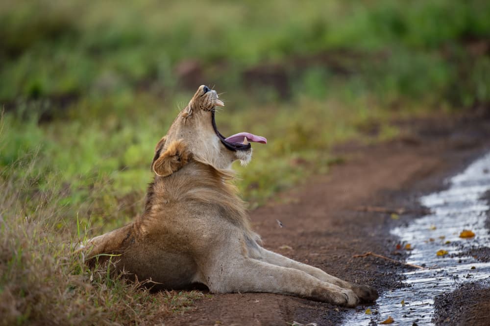 African Lion Yawn by Marco Pozzi — canvas wall art