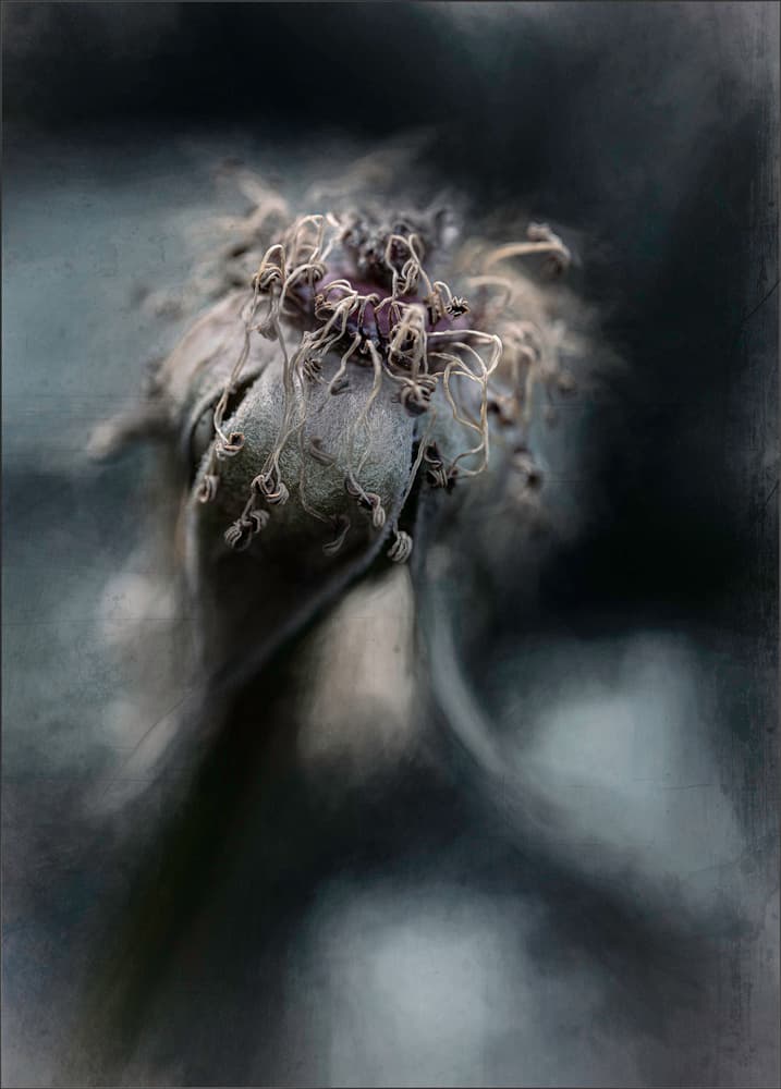 Dried Botanical Form by Gilbert Claes — canvas wall art