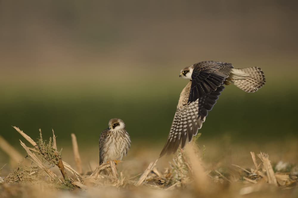 Wild Falcon Duo by David Manusevich — canvas wall art