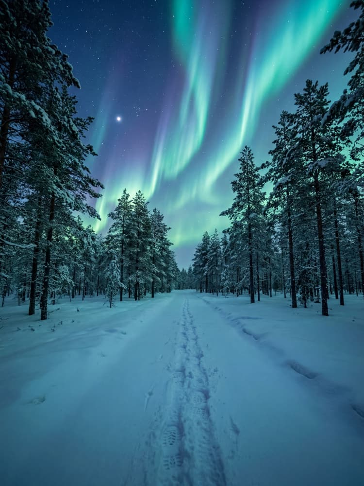 Northern Lights Winter Forest by Andreas Magnusson — canvas wall art