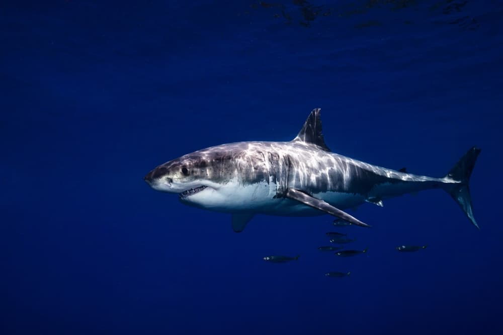Majestic Great White Shark by Serge Melesan — canvas wall art