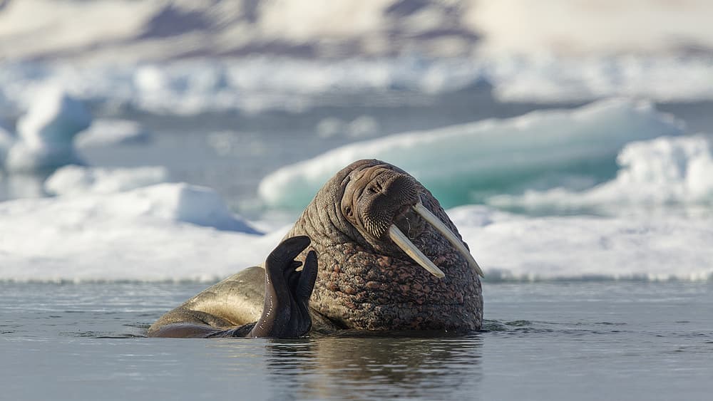 Arctic Walrus Duo by Joan Gil Raga — canvas wall art