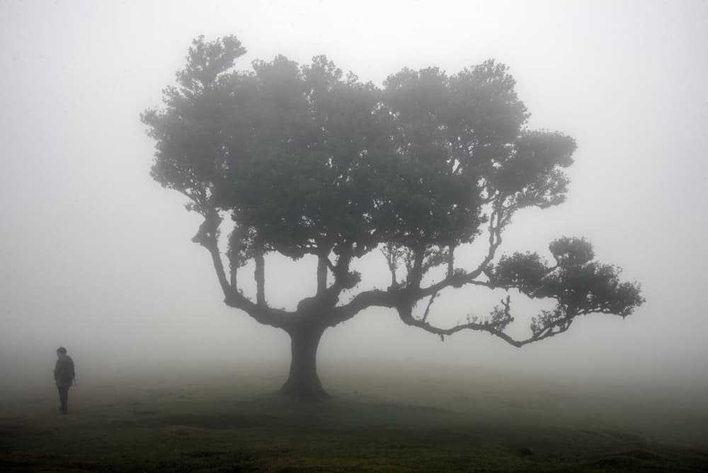 Misty Tree Solitude by Miro Susta — canvas wall art