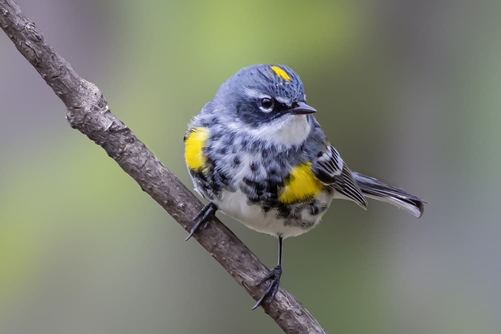 Vibrant Warbler Perched by ZY Zhang — canvas wall art