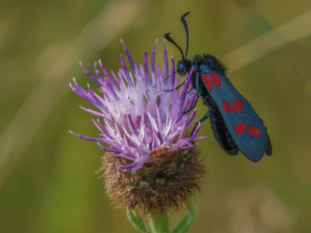 Vibrant Moth on Thistle by David Bennion — canvas wall art