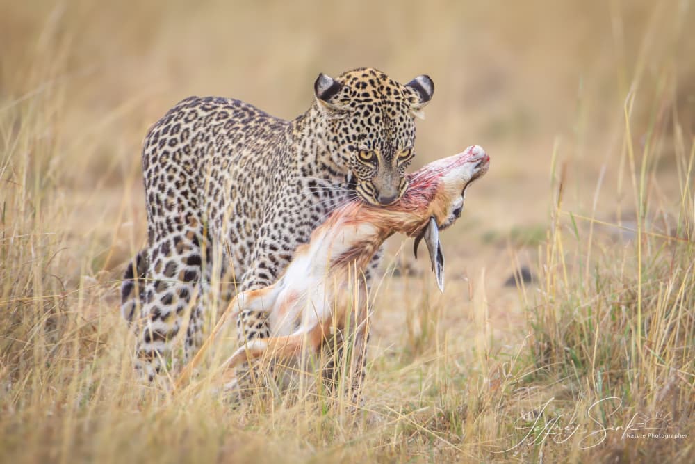 Leopard with Prey by Jeffrey C. Sink — canvas wall art
