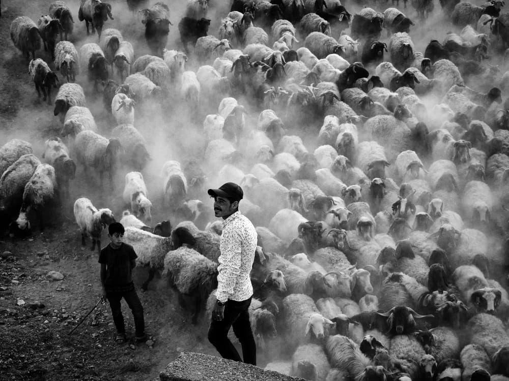 Shepherd Guiding Flock by Gilcan Mete — canvas wall art