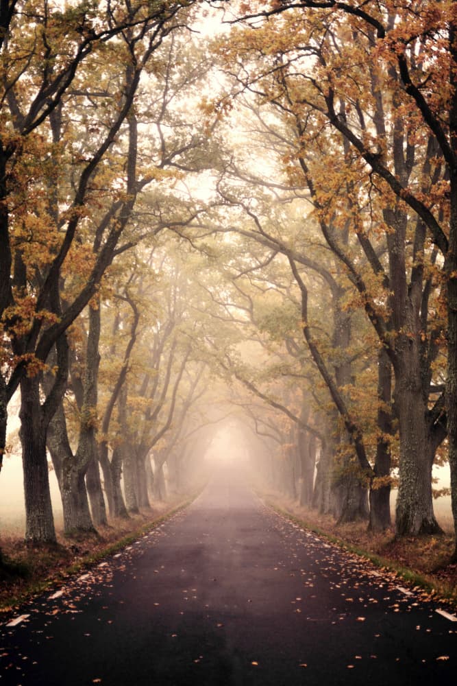 Misty Autumn Road by Christina Sillen — canvas wall art
