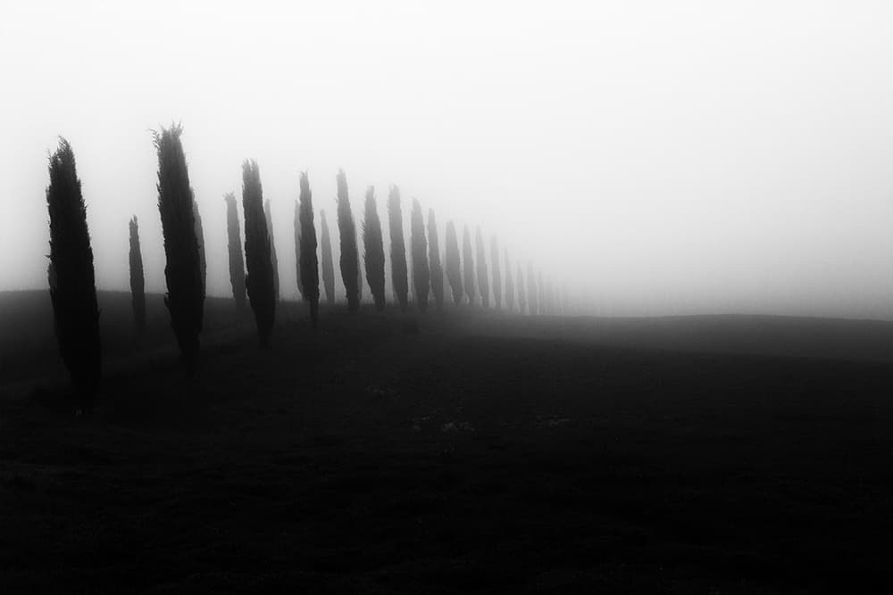 Dark Misty Cypress Alley by Massimo Della Latta — canvas wall art
