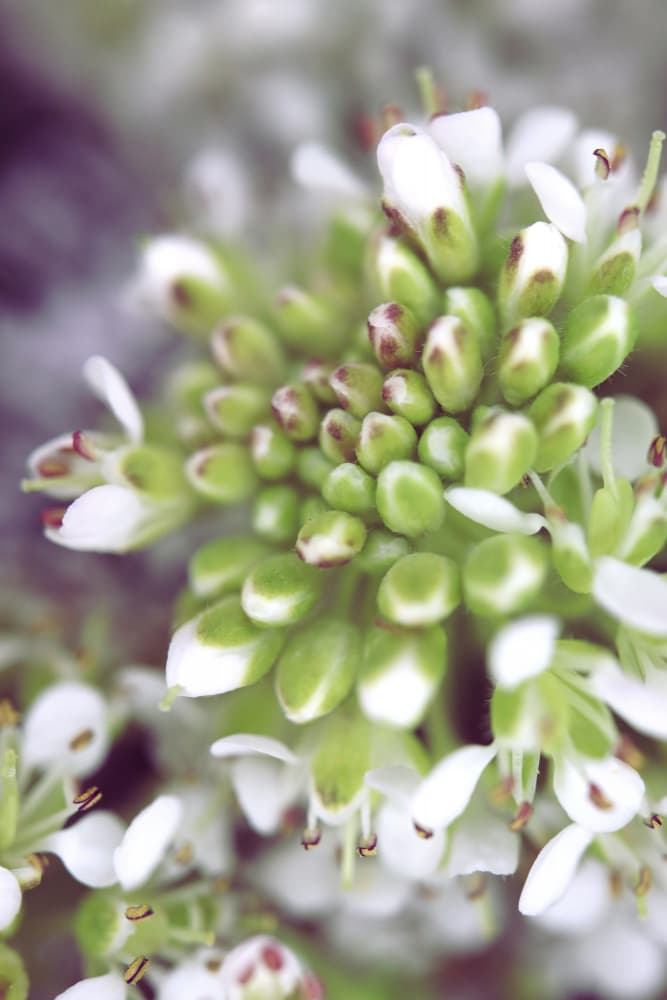 Delicate White Buds by Rosana Laiz Blursbyai — canvas wall art