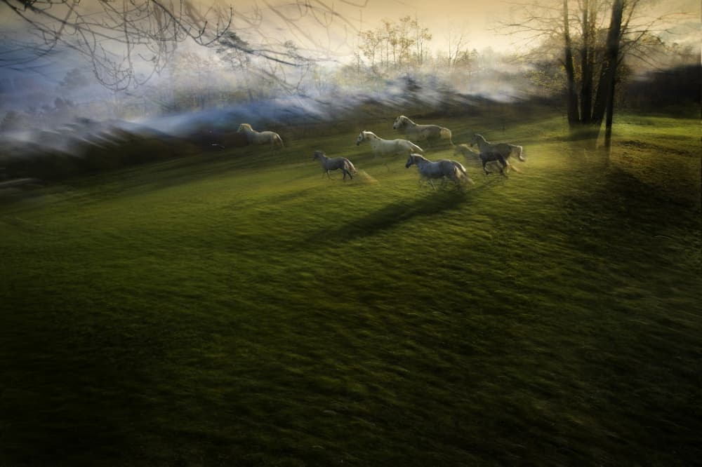 Galloping Horses Through Mist by Milan Malovrh — canvas wall art