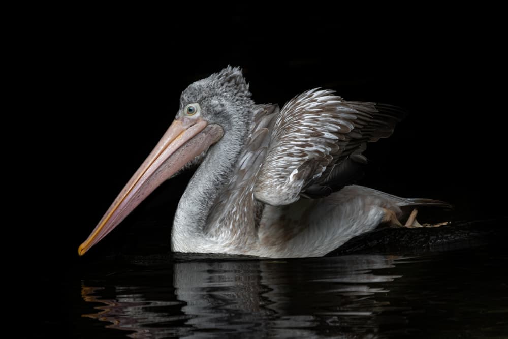 Elegant Pelican Stillness by Natalia Rublina — canvas wall art