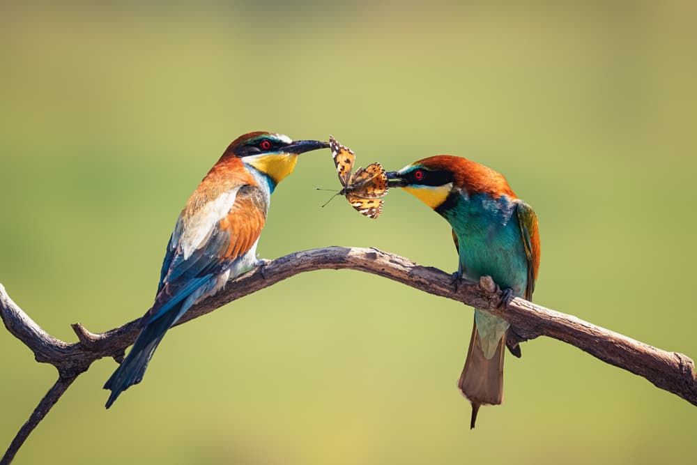 Birds Sharing Butterfly by Siyu_Wei APA — canvas wall art