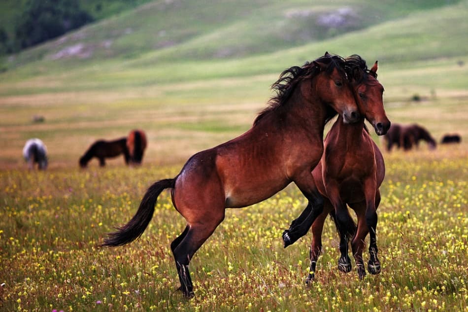 Dancing Wild Horses by Vedran Vidak — canvas wall art