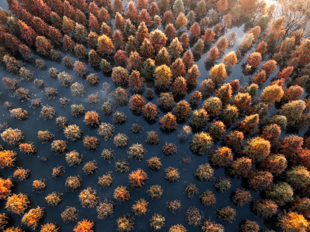 Autumn Trees In Water by Herbert Rong — canvas wall art