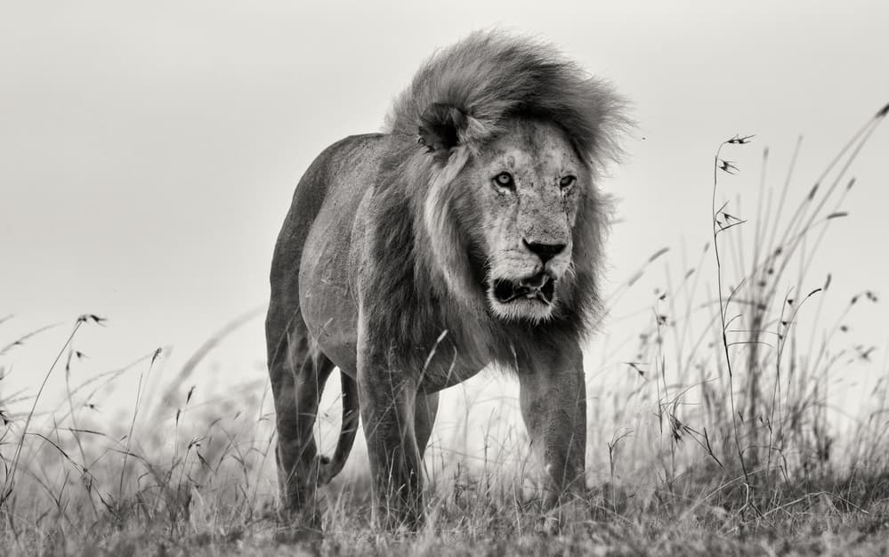 Majestic Black and White Lion by Henry Zhao — canvas wall art