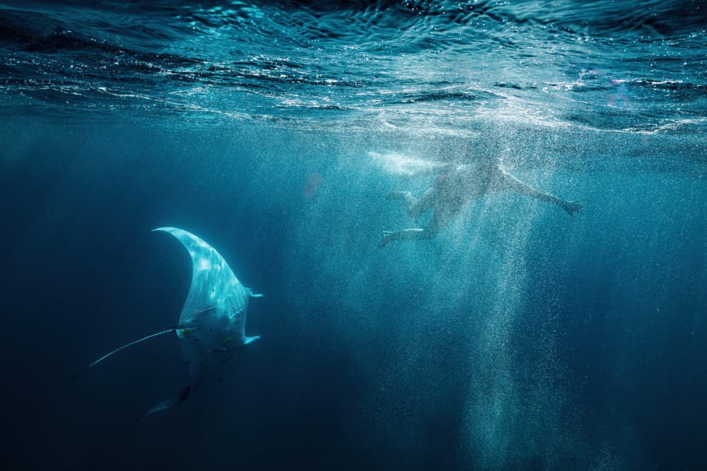 Manta Ray Encounter by Serge Melesan — canvas wall art
