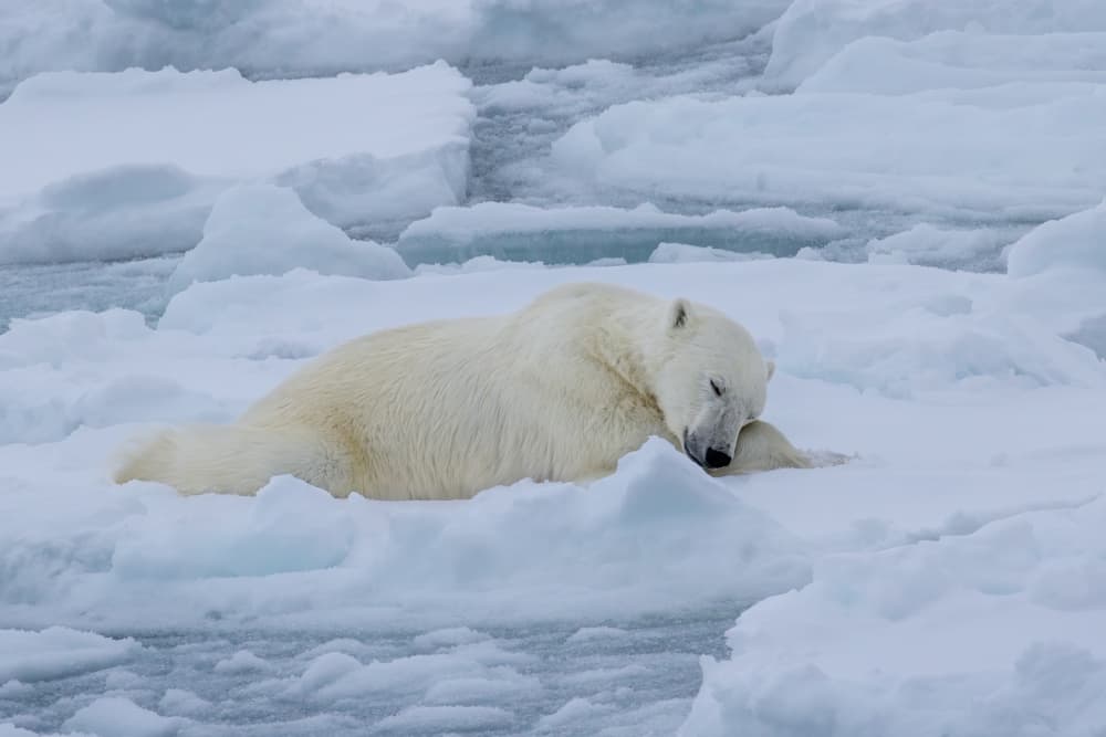Sleeping Arctic Bear by Siyu_Wei APA — canvas wall art