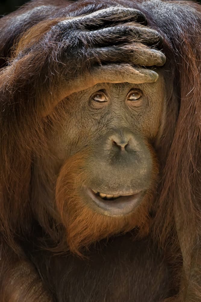 Confused Orangutan by Linda D Lester — canvas wall art
