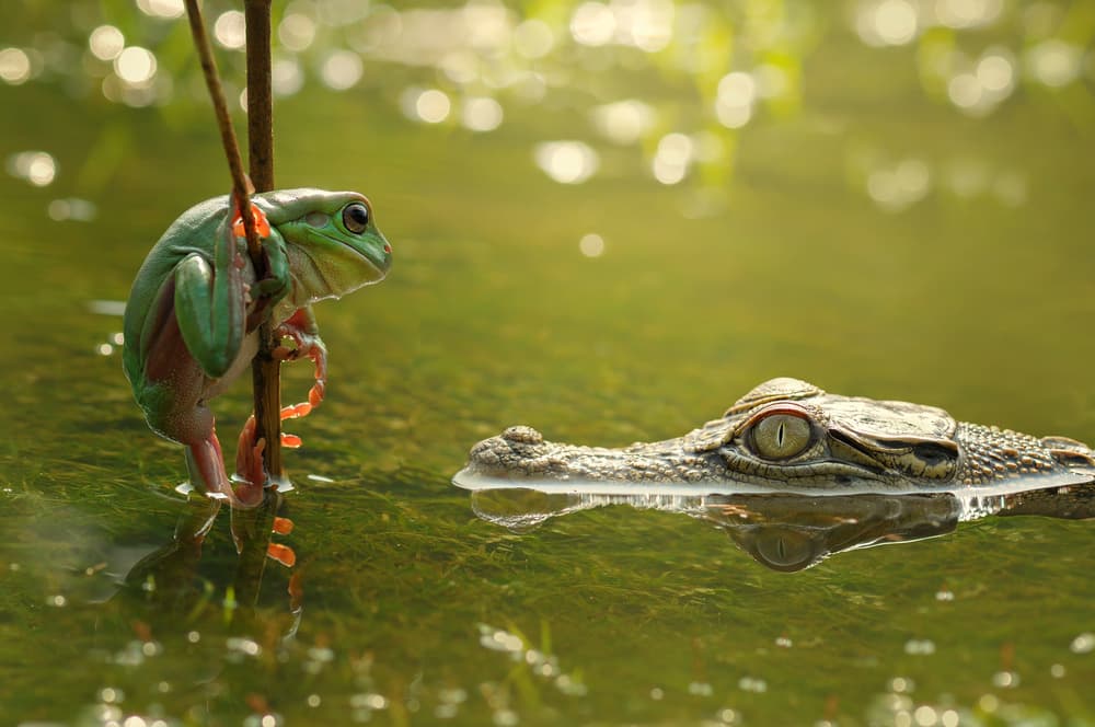 Frog and Crocodile Standoff by Edy Pamungkas — canvas wall art