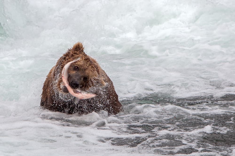 Grizzly Catching Salmon by Nick Kalathas — canvas wall art