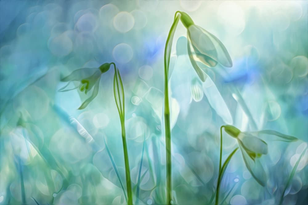 Glowing Blue Snowdrops by Hilda van der Lee — canvas wall art
