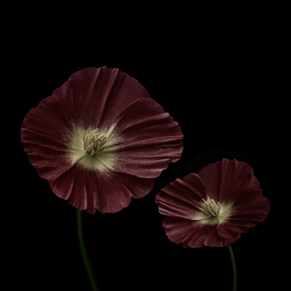 Elegant Red Flowers by Lotte Grønkjær — canvas wall art
