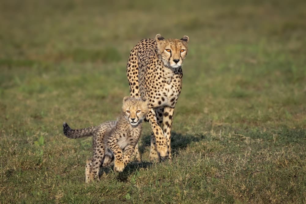 Cheetah Mother and Cub by Mark Strom — canvas wall art