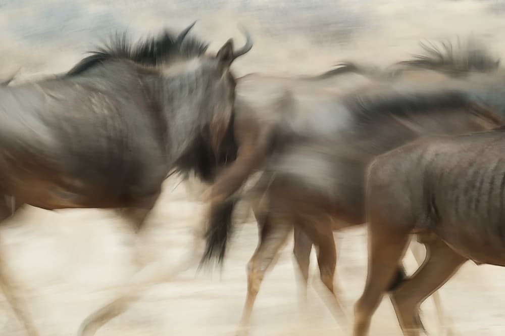 Dynamic Wildebeest Run by Hilde Ghesquiere — canvas wall art
