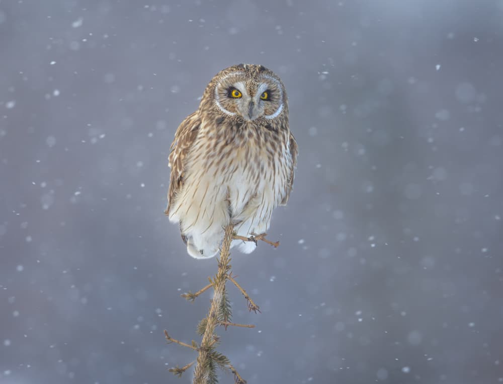 Owl In Falling Snow by Jasmine Suo — canvas wall art