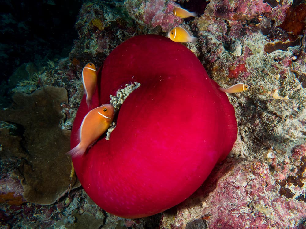 Clownfish In Red Anemone by Ilan Ben Tov — canvas wall art