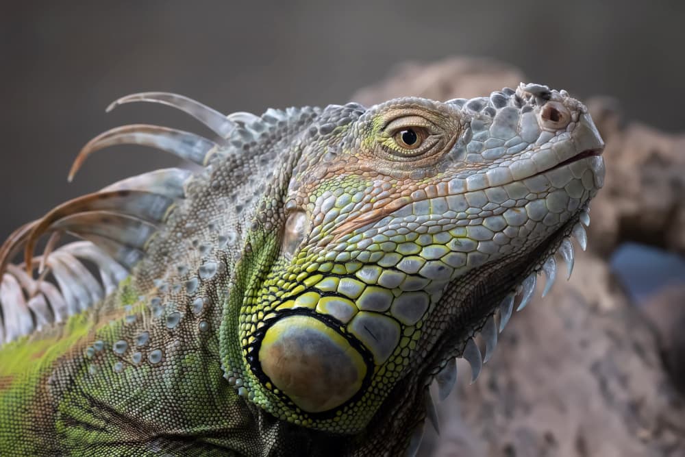 Vibrant Green Iguana by Fauzan Maududdin — canvas wall art
