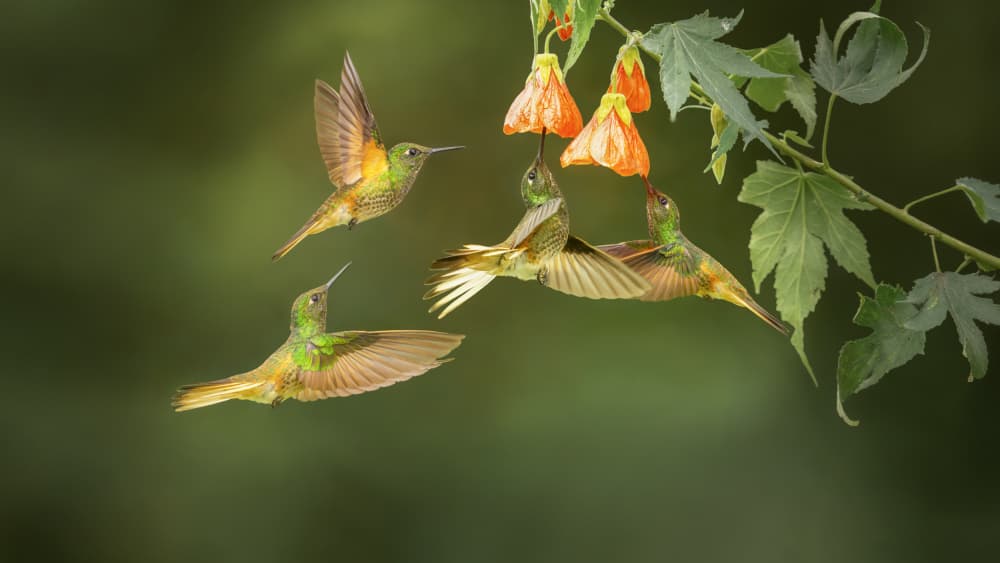 Hummingbirds Gathering Nectar by tianhuayu — canvas wall art