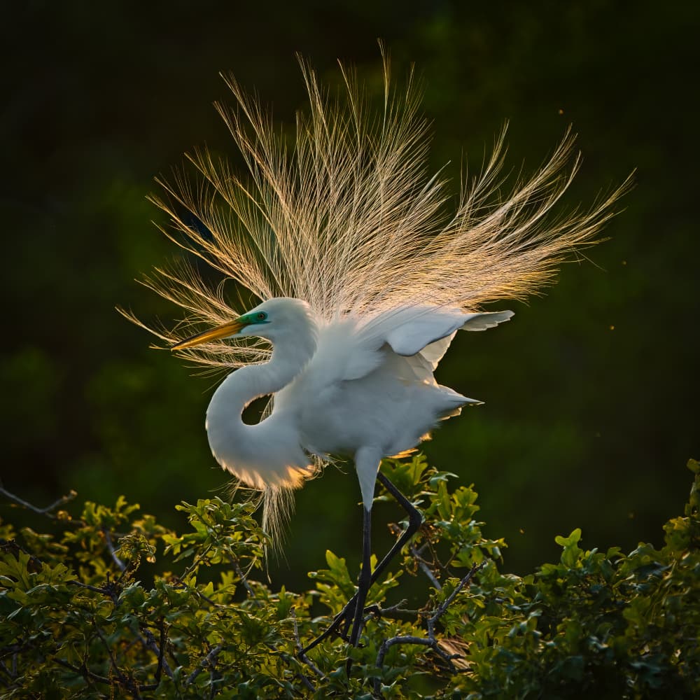 Radiant Egret Display by Alex Li — canvas wall art