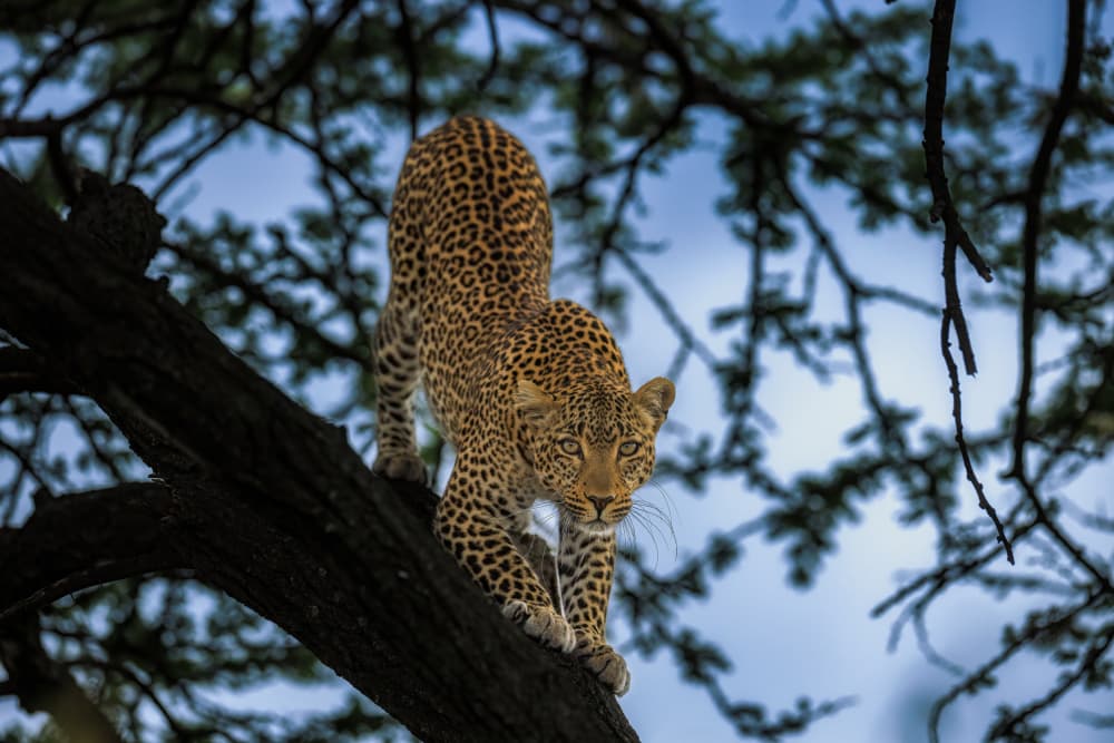 African Leopard's Gaze by Faisal ALnomas — canvas wall art