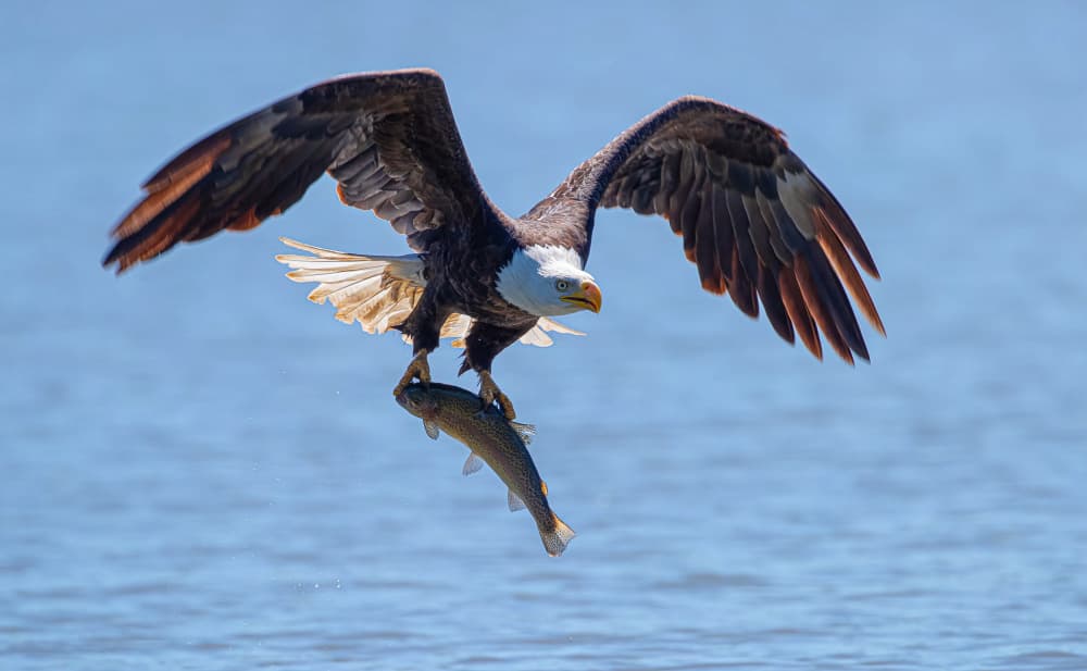 Bald Eagle Fishing by Johnson Huang — canvas wall art