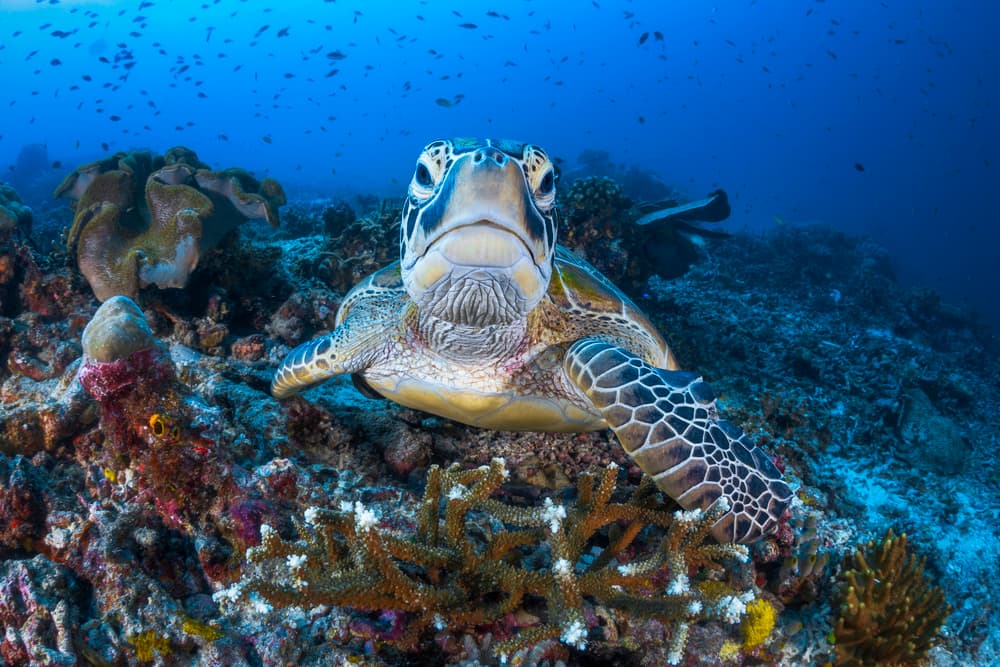 Curious Sea Turtle by Barathieu Gabriel — canvas wall art