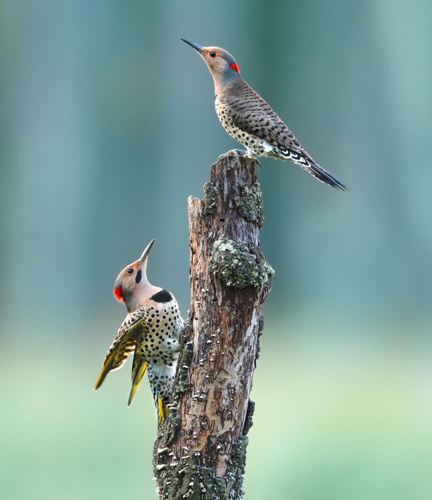 Northern Flickers on Stump by Catherine Wang — canvas wall art