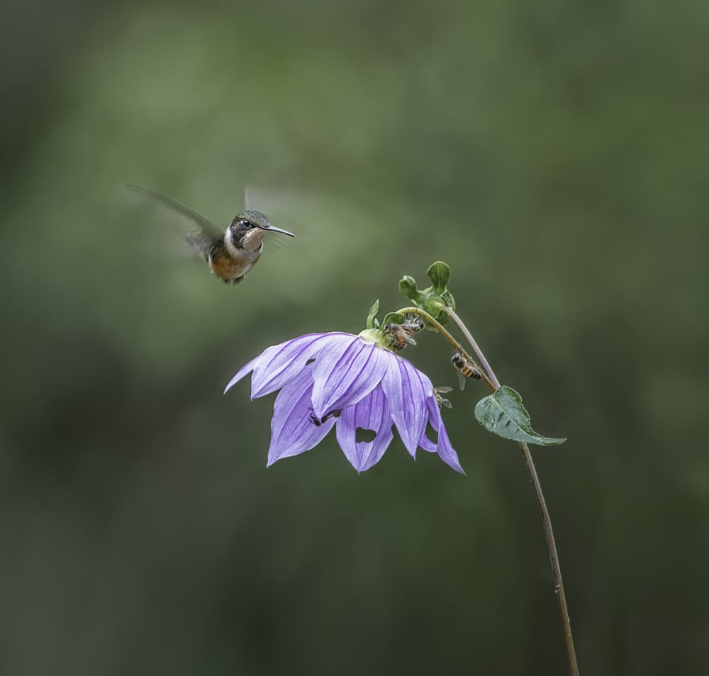 Hummingbird With Purple Flower by Larry Deng APA — canvas wall art