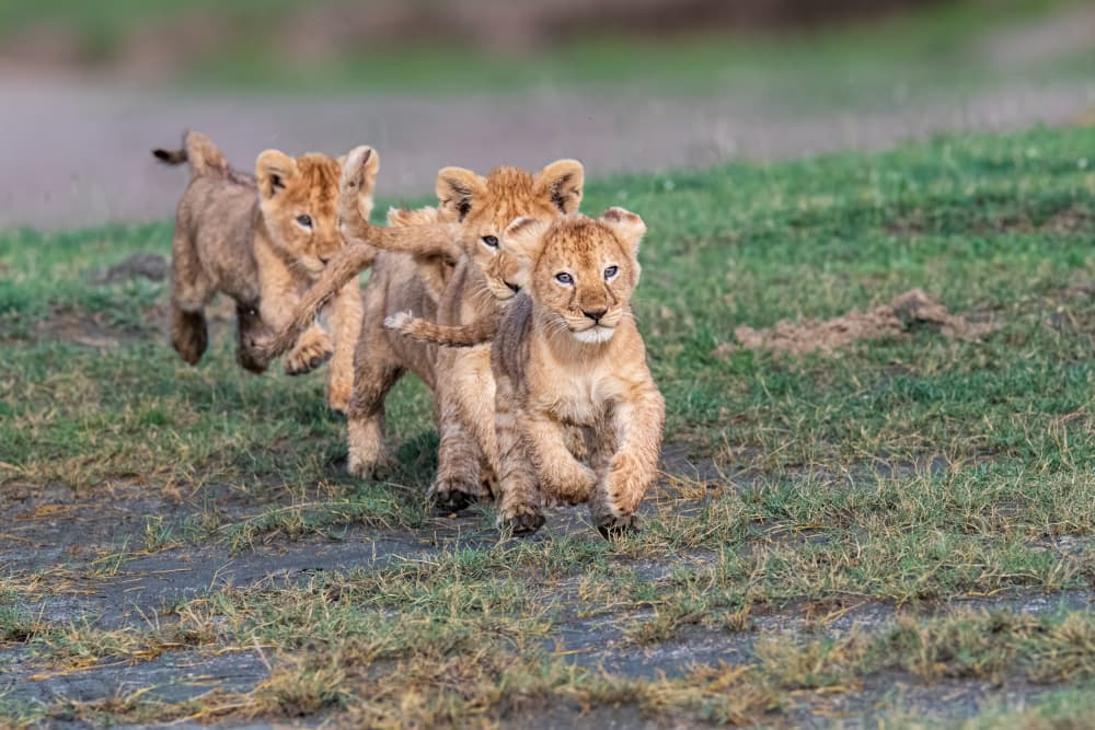Playful Lion Cubs by Jeffrey C. Sink — canvas wall art