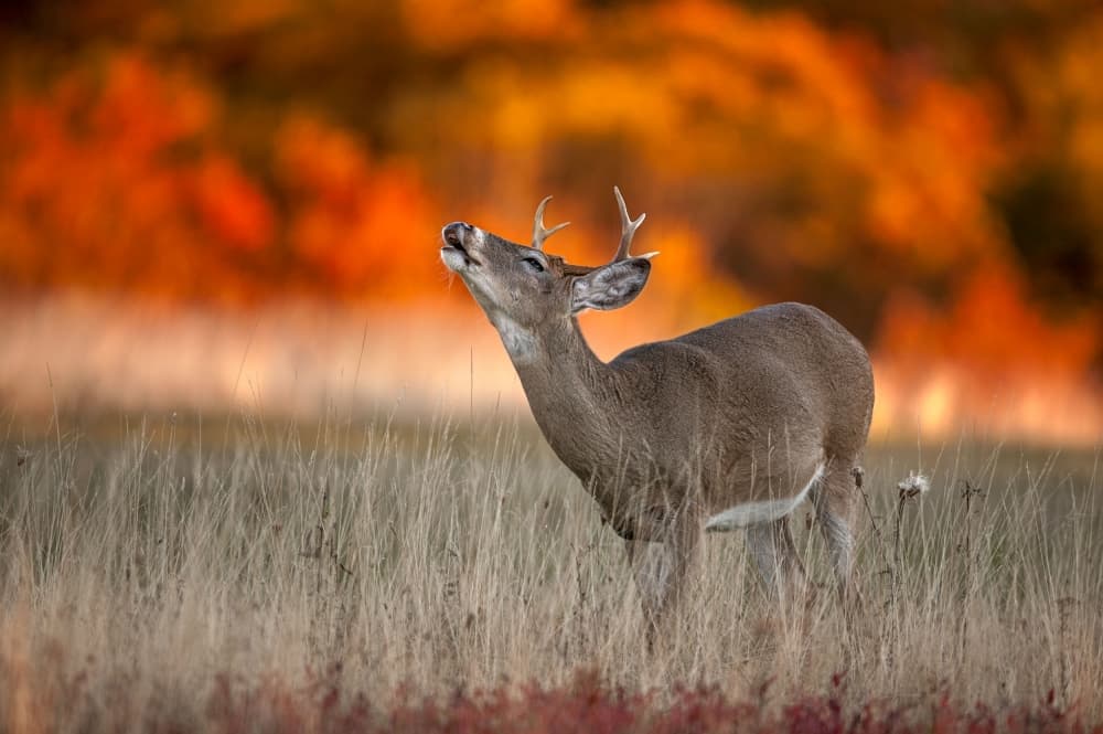 Autumn Buck Calling Out by Nick Kalathas — canvas wall art