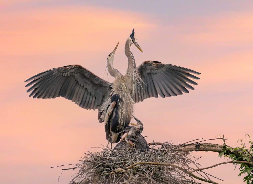 Heron Family Sunset by Binbin L. — canvas wall art