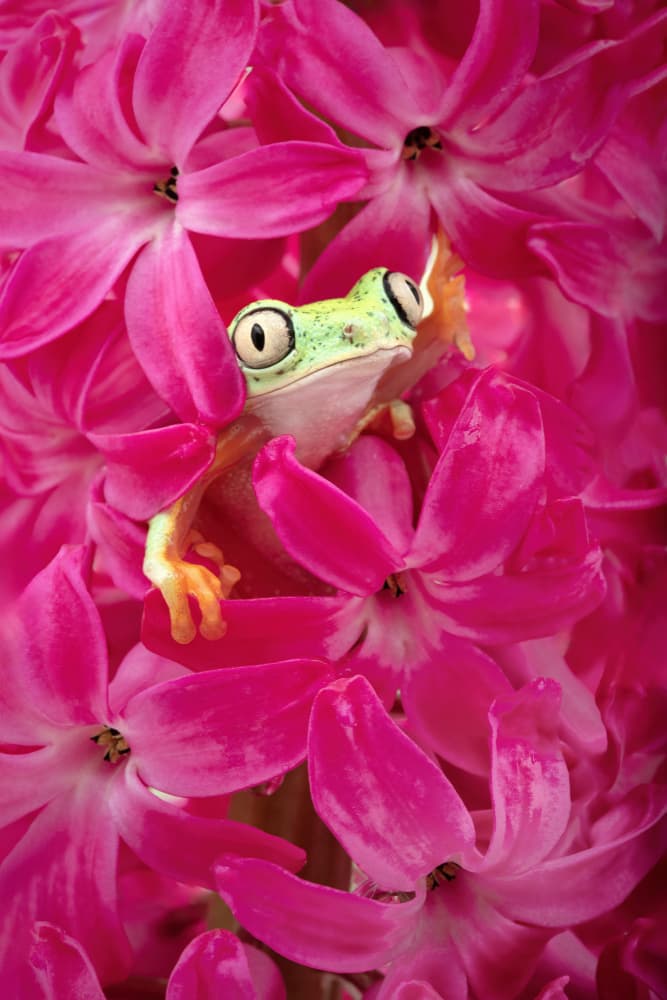 Big-Eyed Frog Pink Flowers by Linda D Lester — canvas wall art