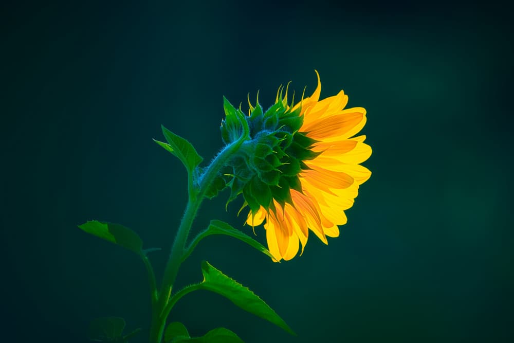Glowing Sunflower Bloom by Ben.C.L — canvas wall art