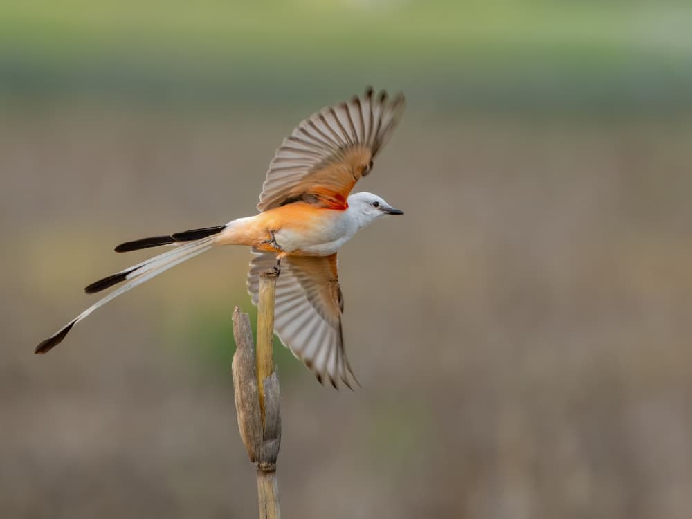 Graceful Scissortail Flight by Jacob (Jian) Xu — canvas wall art