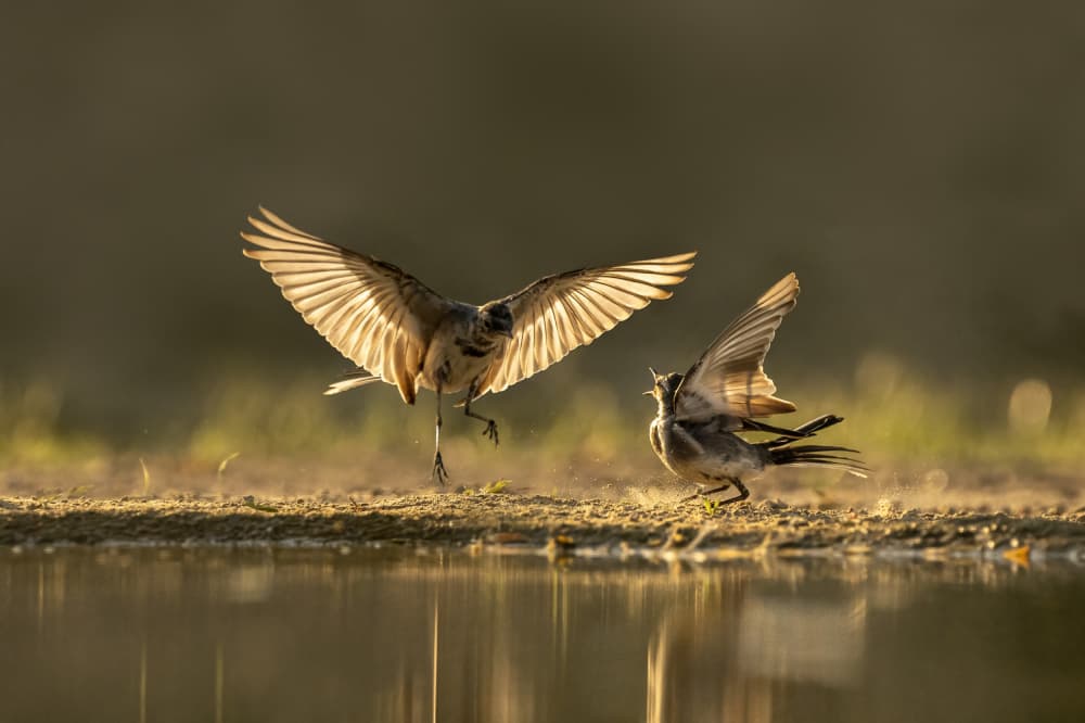 Dynamic Bird Encounter by Rob Li — canvas wall art
