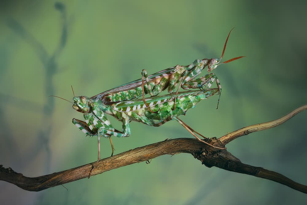 Camouflaged Mantis Pair by Jimmy Hoffman — canvas wall art