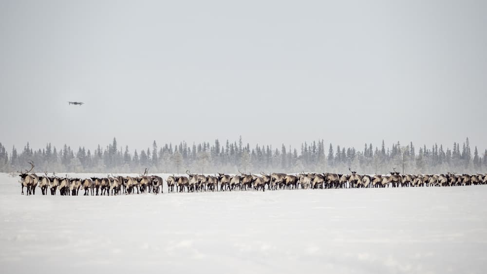 Winter Reindeer Herd by Marcel Rebro — canvas wall art